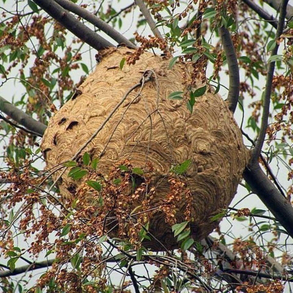 伟博马蜂窝野蜂窝露蜂房老蜂巢大黄蜂胡蜂灸蜂房干蜂巢蚂蜂窝新货