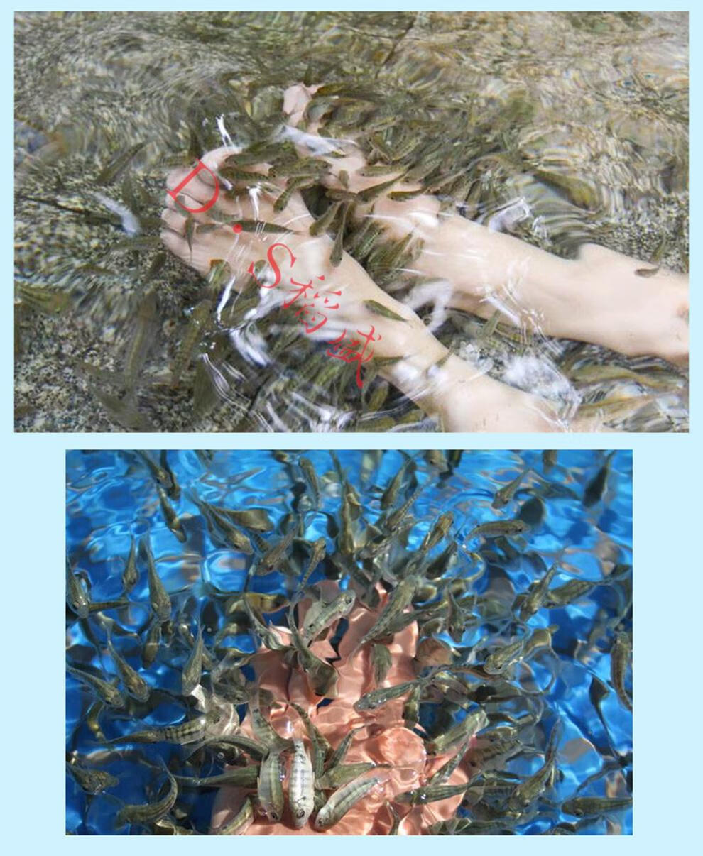 足疗鱼 鱼苗 鱼疗专用鱼 温泉鱼吃死皮的鱼星子鱼活体亲亲鱼 包活