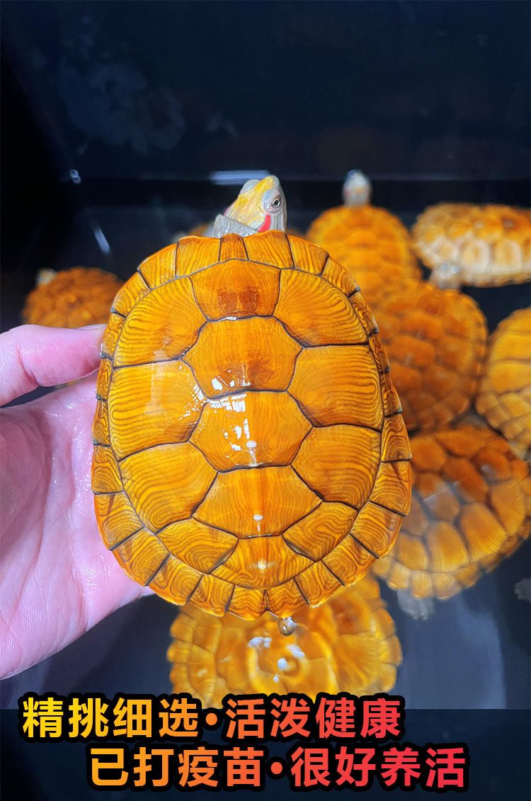 黄金招财龟招 财金钱观赏龟稀有宠物小乌龟活物吃菜