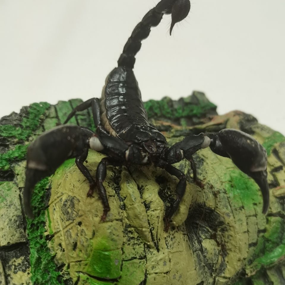 亚洲巨型雨林蝎大个体宠物蝎假帝王蝎幼苗成体孕大号大尺寸包活 鞭蝎5