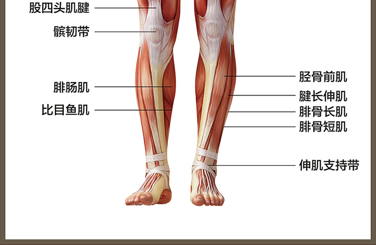 大腿肌肉横断位解剖图图片
