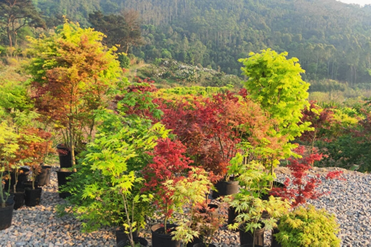 多瑙梦枫树盆栽红枫树苗庭院风景树花园植物阳台盆栽盆景日本黄金枫
