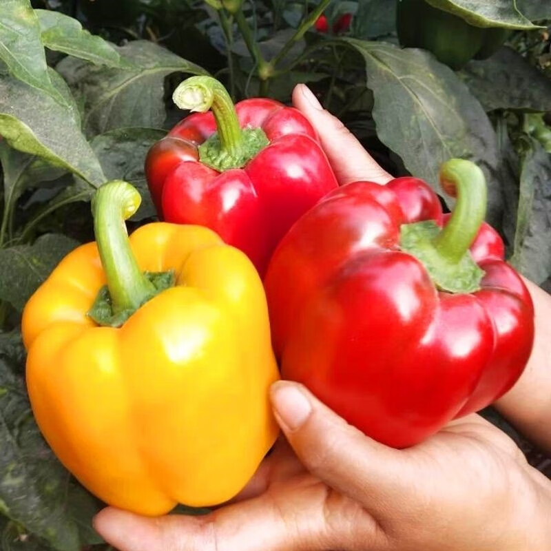 轻恋《寿光五彩椒》圆椒五彩椒柿子椒 灯笼椒 红黄椒水果 红绿 4斤泡