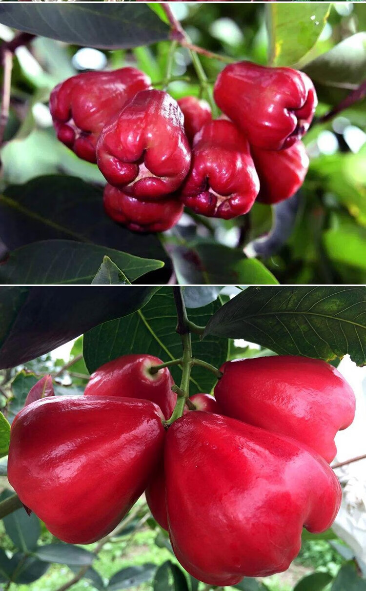 黑金刚莲雾树苗木水果盆栽庭院南北方种植嫁接地栽常青大叶红连雾