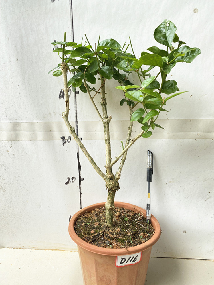 茉莉花独杆老桩重瓣茉莉花盆栽盆景庭院阳台楼顶熟桩绿植花卉 d103 不