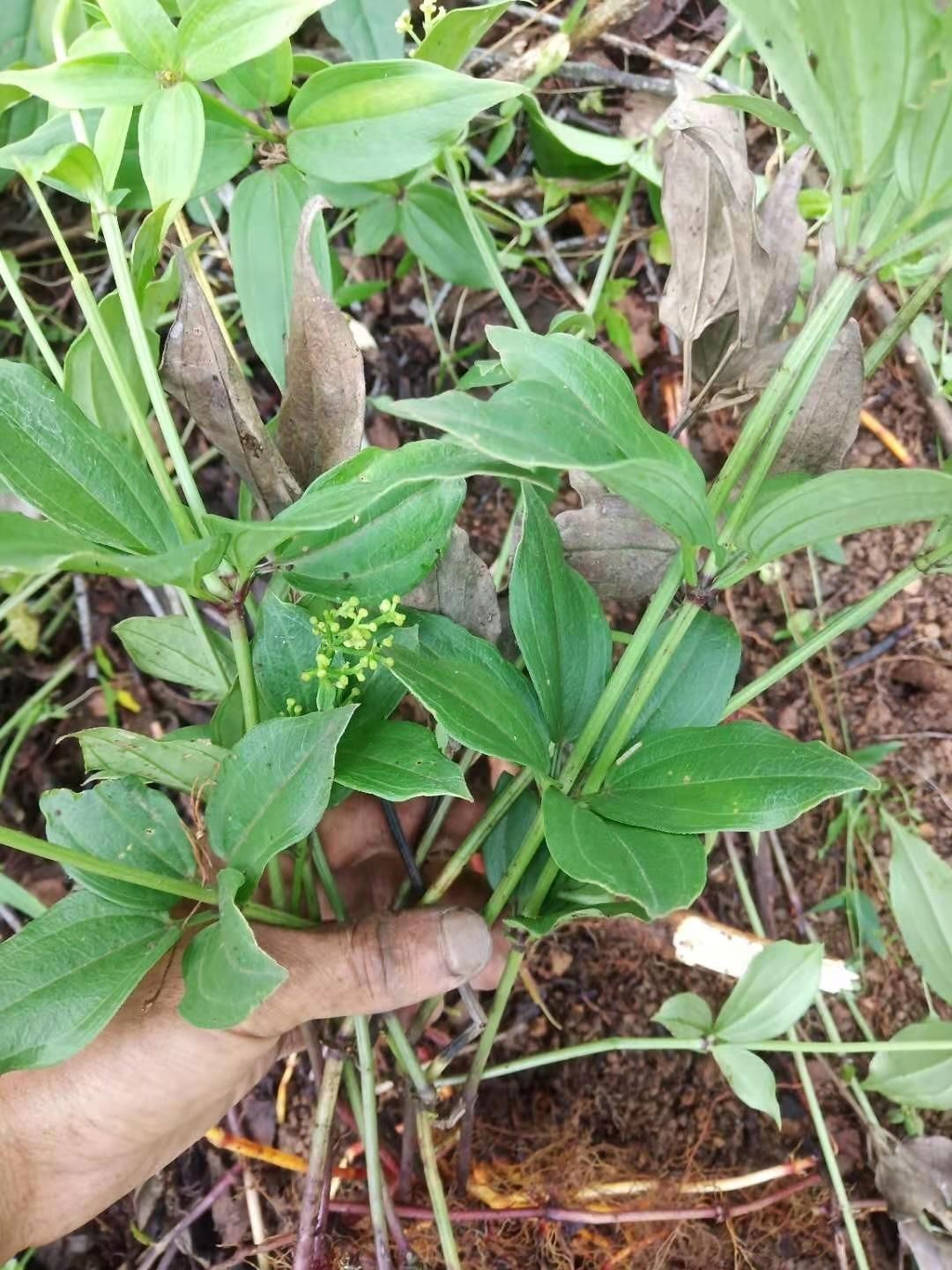 伟博贵州野生茜草血见愁活血丹新鲜纯根无硫四块瓦血藤500克500g