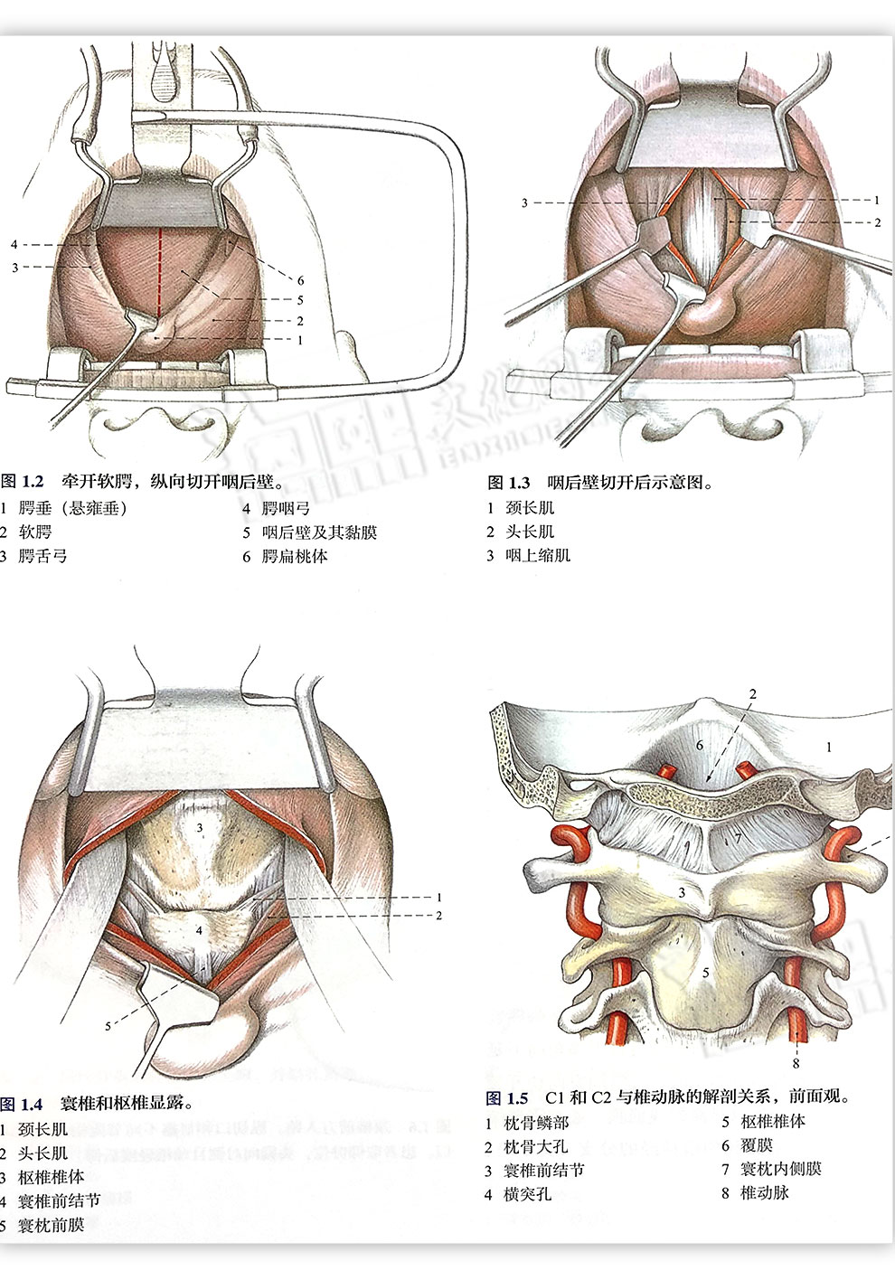 正版骨科手术入路图解第二版上海科学技术出版社 摘要书评试读 京东图书