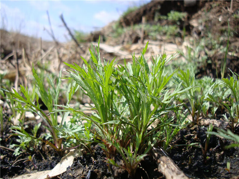 2022新鮮東北山春季野菜純野生柳蒿芽水蒿食用蘸醬菜現採現發500g