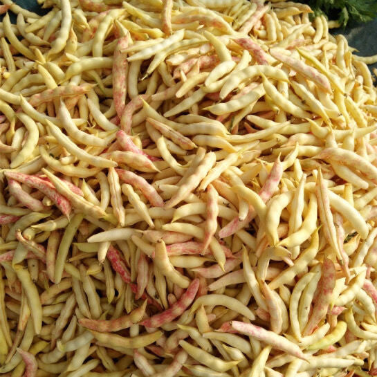 新鲜蔬菜东北黄金钩豆角 鲜勾黄 八月忙 黄金勾 沟沟黄 鼓豆豆角 黄沟