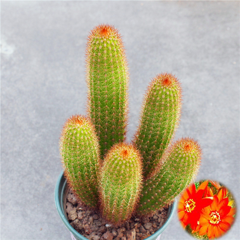 群生仙人球组合多头紫丽丸新手套餐办公室小盆栽防辐射开花大植物