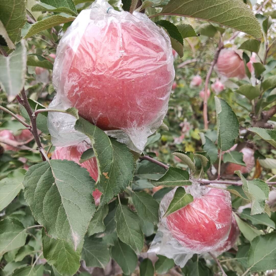 山西临猗冰糖心苹果 运城红富士苹果临猗丑苹果 现摘现发 产地直发 4