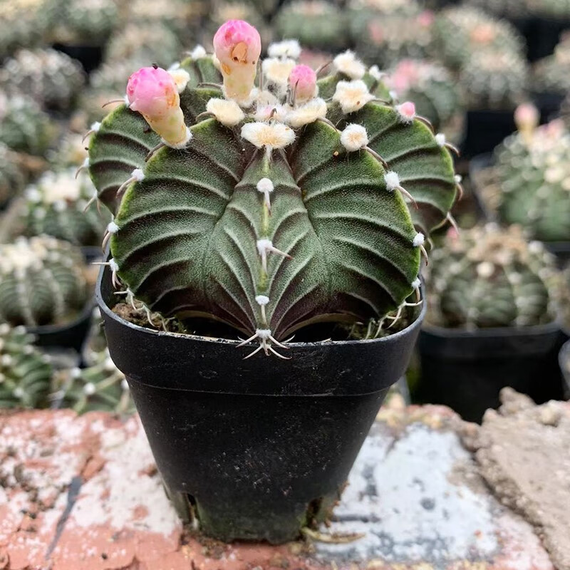 開花好養易活美觀趣味辦公陽臺窗臺綠植牡丹仙人 肋骨牡丹(5~6釐米)1