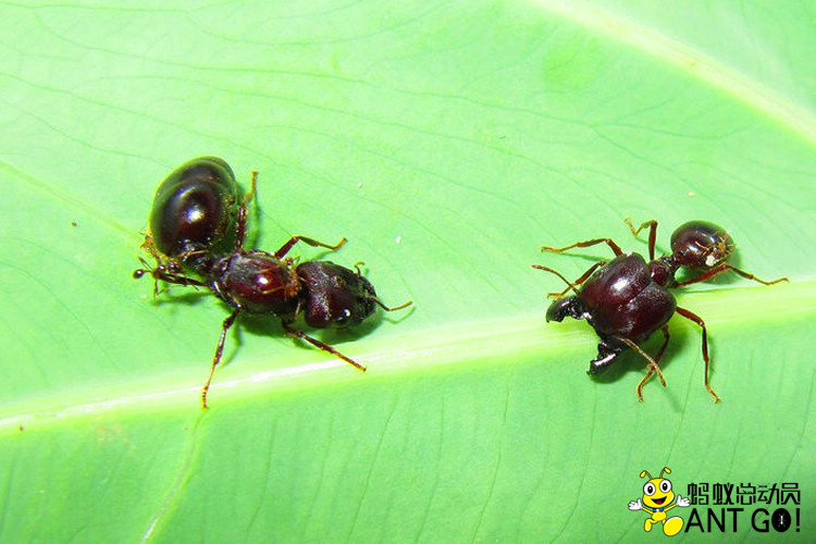 diversus 蚂蚁世界工坊活体宠物科普 伊大头蚁【5后100工】【图片