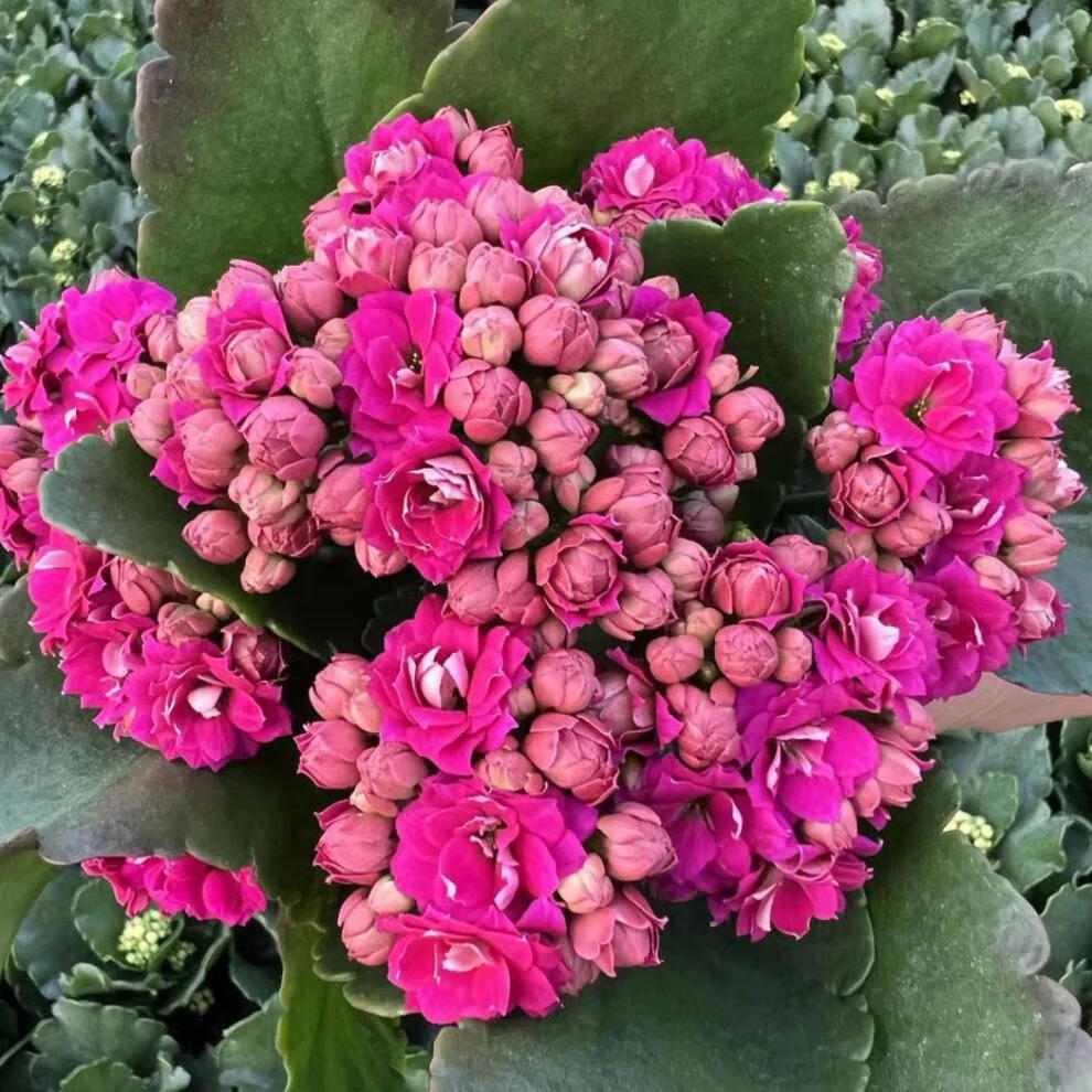 长寿花烟花盆栽大花重瓣绿植室内四季开花好养易活花卉 奔新农 璎珞大