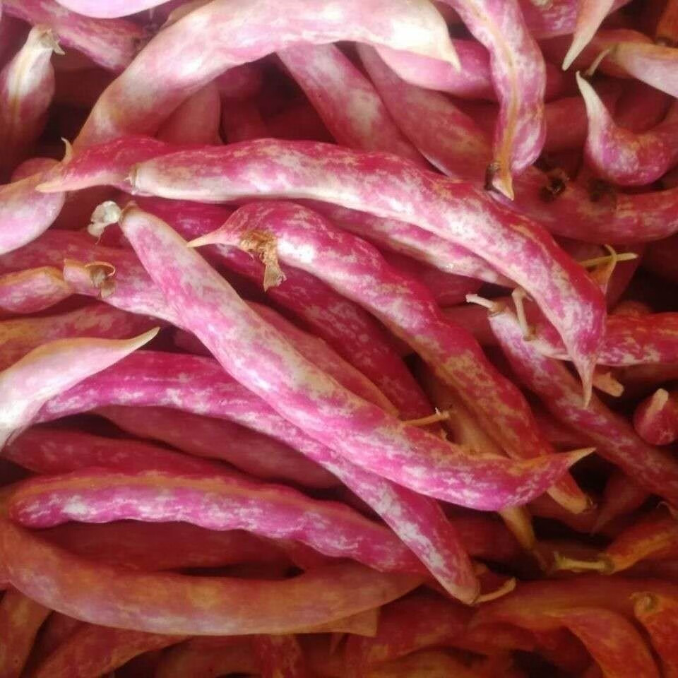 香馜 东北黄金勾 新鲜油豆角 鼓豆豆角 新鲜蔬菜 挤豆 勾钩黄 新鲜 1