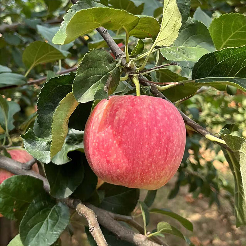 陕西旬邑县新品种蜜脆苹果皮薄汁水多脆甜微酸 5斤【图片 价格 品牌