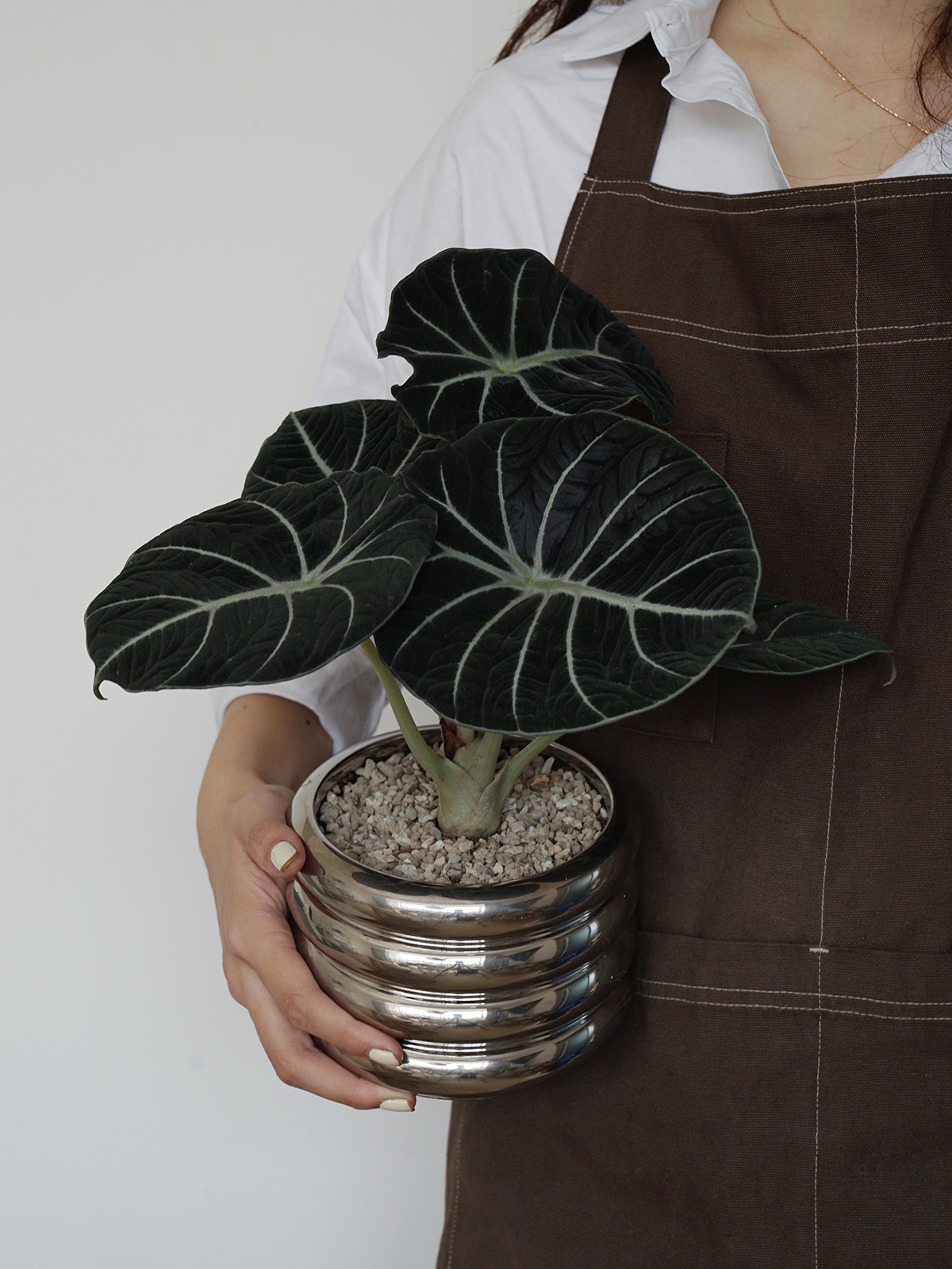 树上花开 黑天鹅绒海芋 热带网红绒面观叶植物 室内喜湿植物 黑天鹅绒