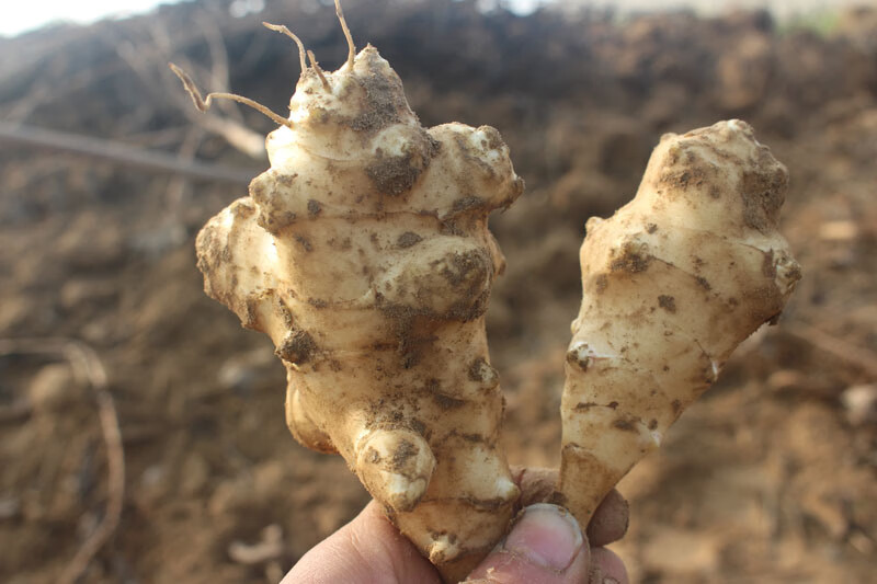 新鲜洋姜菊芋鬼子姜洋姜可腌制泡菜25kg