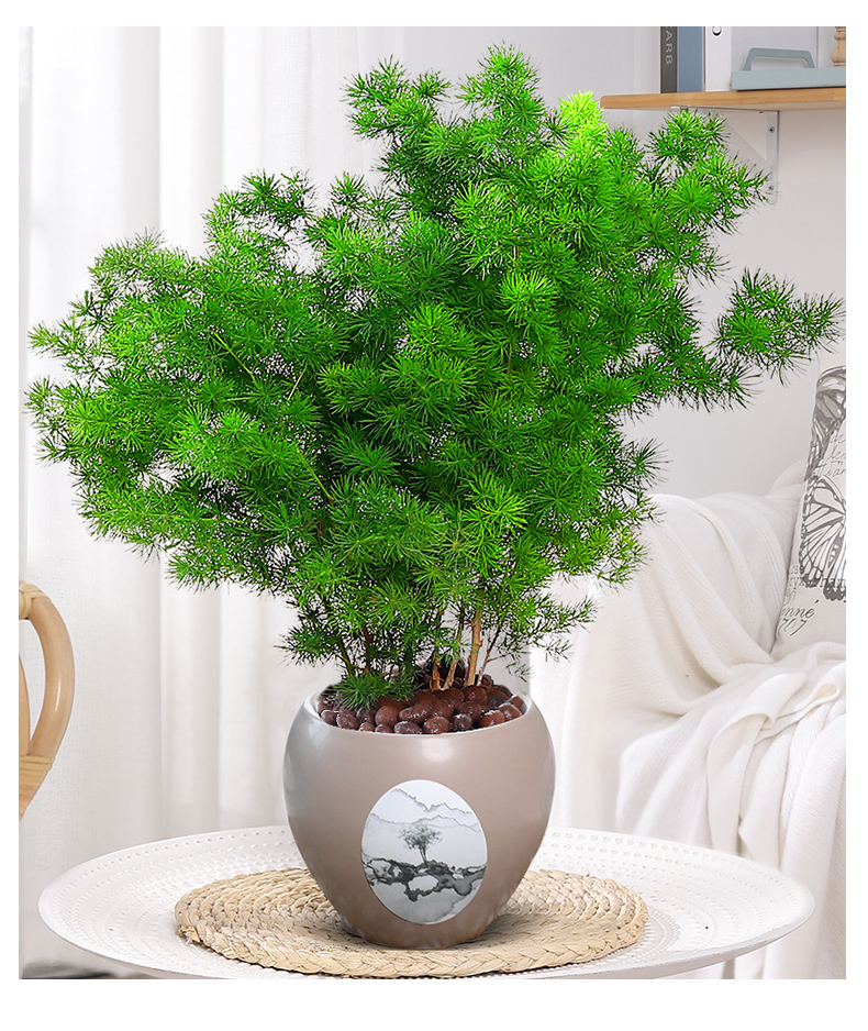 蓬莱松树盆栽植物办公室内花卉生肖猴客厅小绿植好养老桩盆景 蓬莱松5