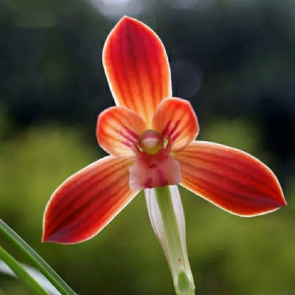 清仓价兰花苗莲瓣兰老品种豆瓣兰红河红阳台盆栽花卉植物4苗不含盆