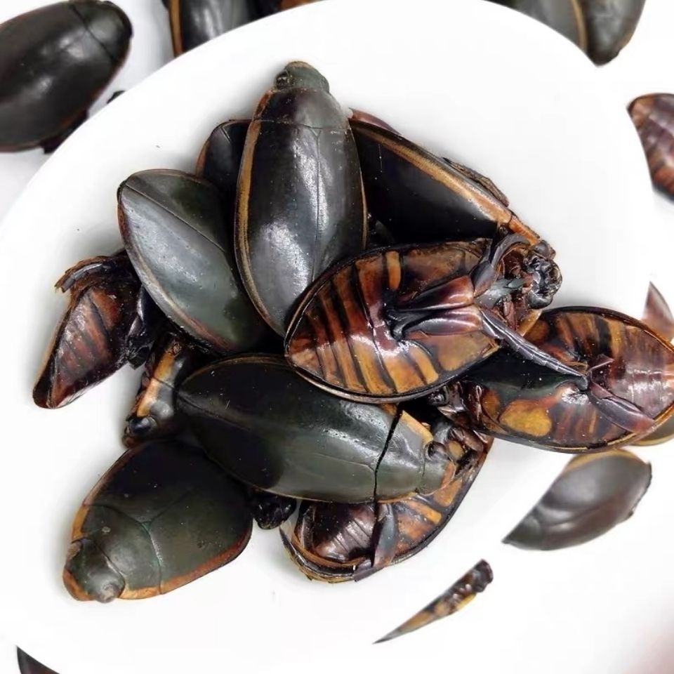 北京同仁堂原料金边龙虱干货中药材250克 水蟑螂 水鳖虫 射尿龟