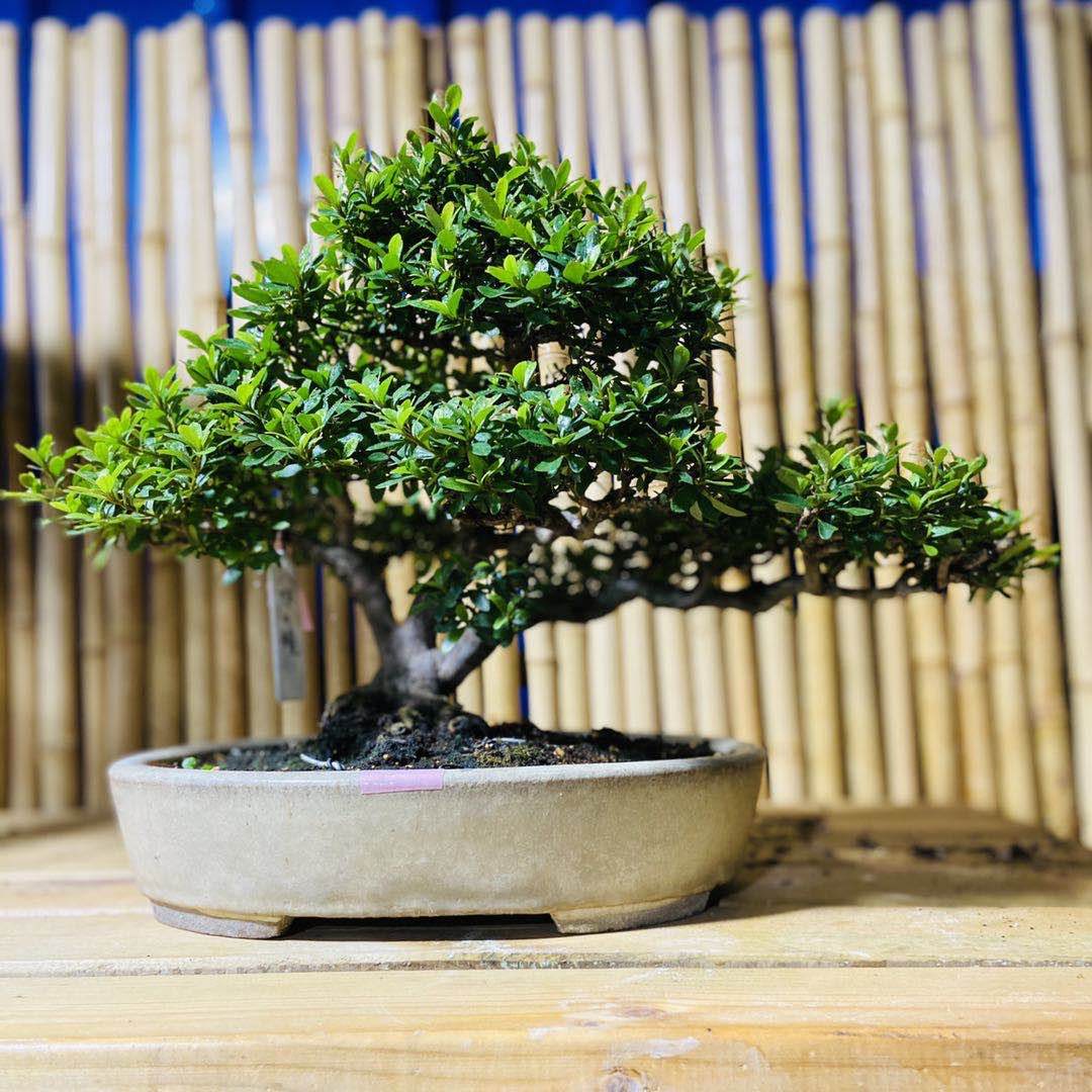 玫红色皋月杜鹃春满园 带盆栽好【图片 价格 品牌 报价】-京东