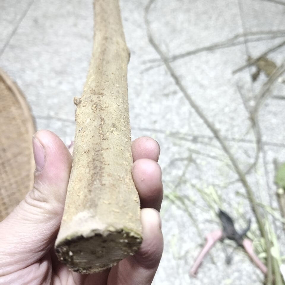 野生新鲜现采带皮桑枝棒经络养生拍打棒干桑枝条桑木棍破关桑树枝筷子