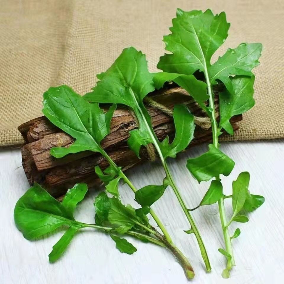 臭菜东北 新鲜 农家自种新鲜蔬菜臭菜梗东北蘸酱菜 二斤特惠【图片