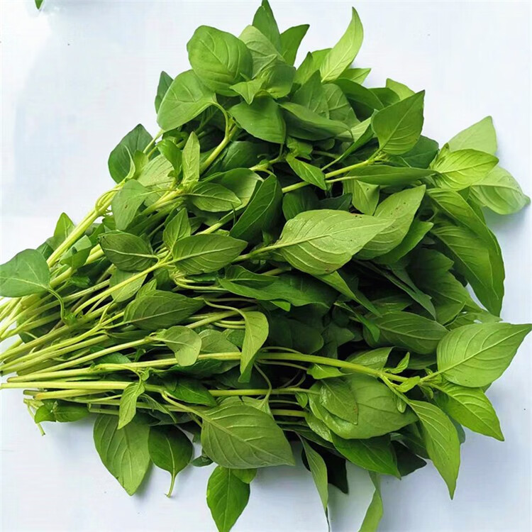 媚调河南新鲜荆芥菜大叶荆1食用嫩茎芥茎芥菜蔬菜现摘带根发货冰鲜