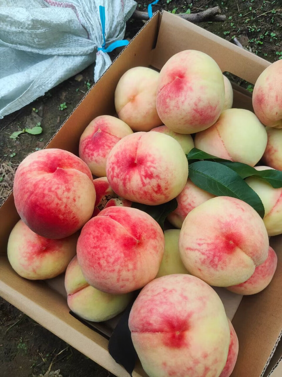 正宗北京新鲜绿化久水蜜桃九号离核毛桃精品孕妇水果礼盒 3500g 单果1