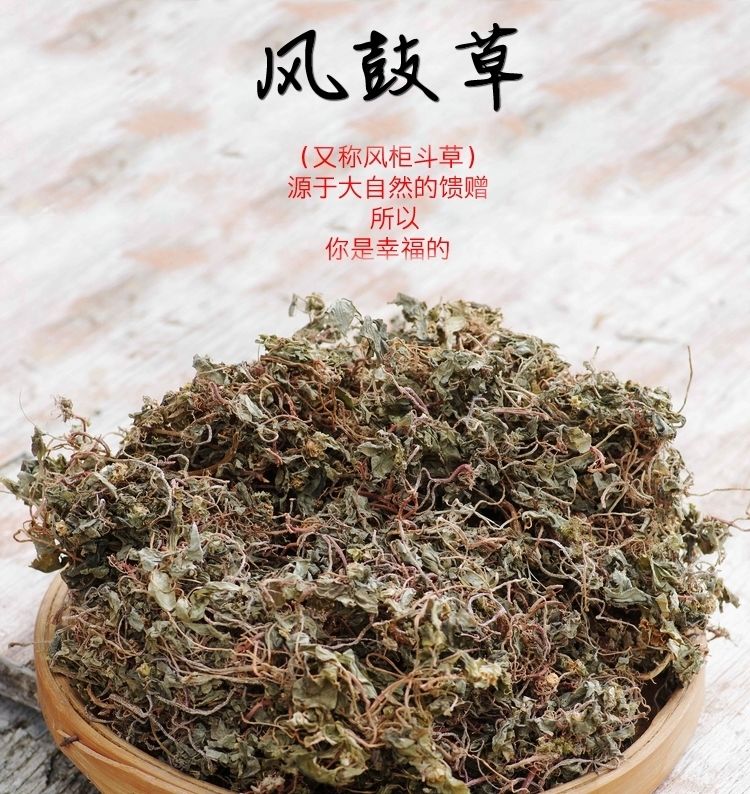 有仁堂野生风柜斗草干品楮风谷风鼓草风骨草风方古草方鼓草肝火草降火