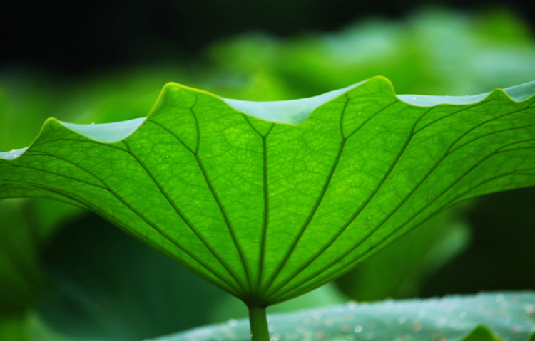 新鲜荷叶整张现摘鲜荷叶尖干荷叶2款选择包饭包糯米鸡包排骨泡茶食用
