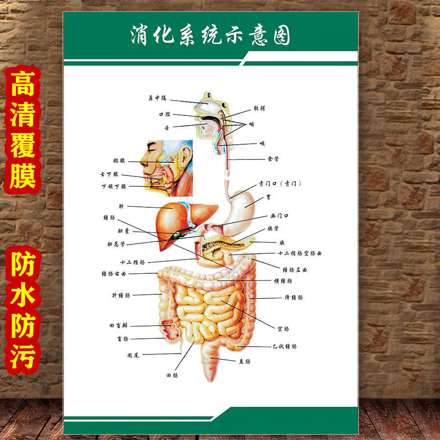 女性生殖图人体内脏解剖系统示意图医学宣传挂图人体结构海报梦倾城y