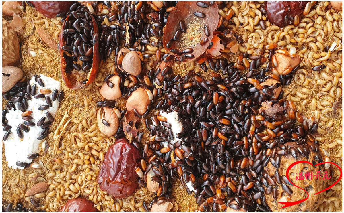 正宗九龙虫九龙虫活体虫洋虫宠物虫长命虫全国包活提供技术2300只赠