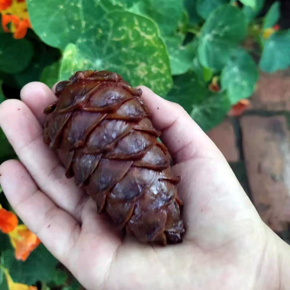 松树塔 盐水煮松塔大岭特色美食小朋友爱咸味薄皮松子 1000克【图片