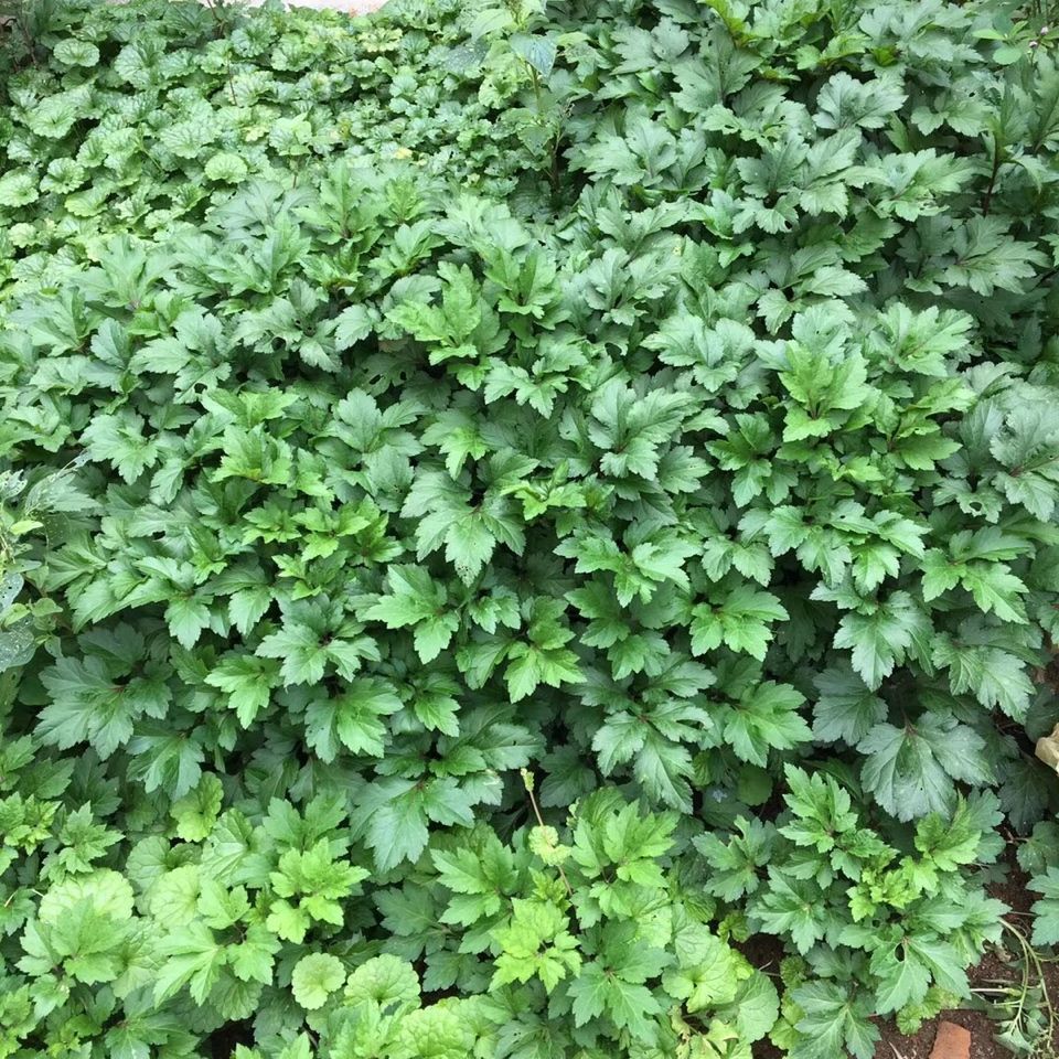 伟博新鲜红艾草 鸭脚艾 红陈艾 可批发现采现发【9月24日发完】 500g