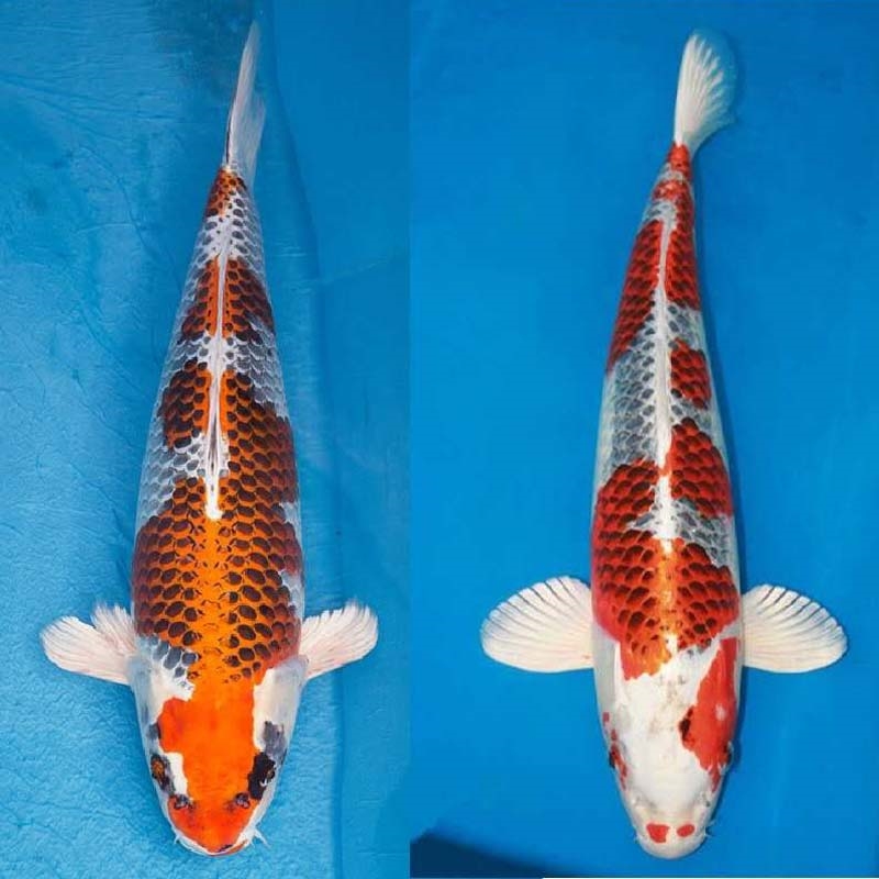 荣郁锦鲤活体精品红白大正三色秋翠鱼苗好养观赏鱼冷水淡水鱼渔场直销