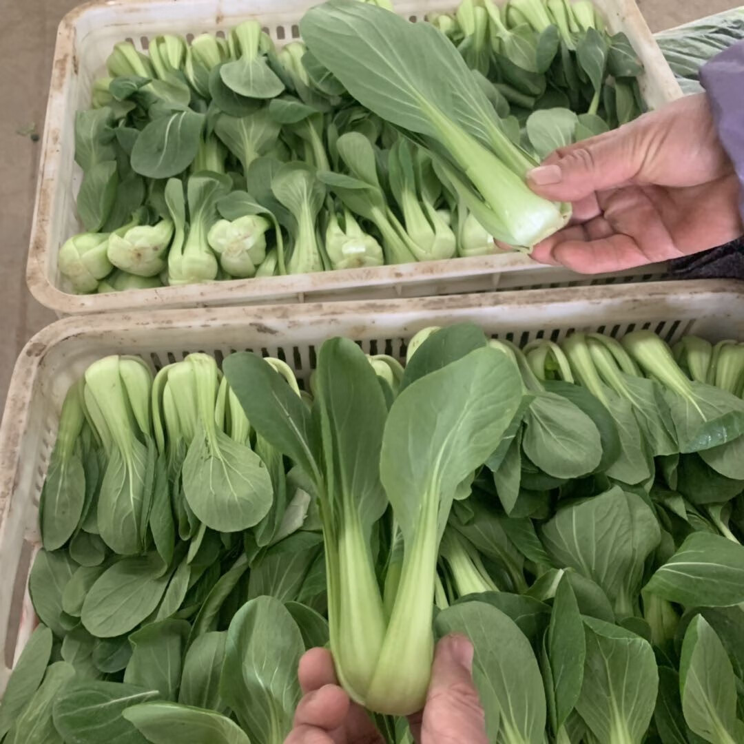农家小青菜新鲜蔬菜1/5斤上海青菜小油菜小白菜火锅青菜北方青菜 2500