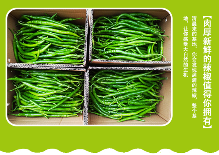 农家新鲜红辣椒青红二荆条长辣椒现摘红辣子红尖椒剁中辣线椒青二荆条