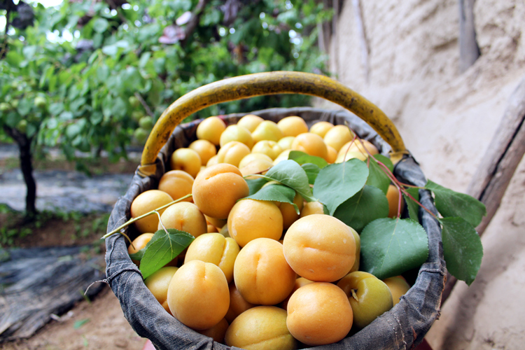 新鲜杏子现货大黄杏陕西金太阳甜杏子当季孕妇水果酸甜杏 8斤【图片