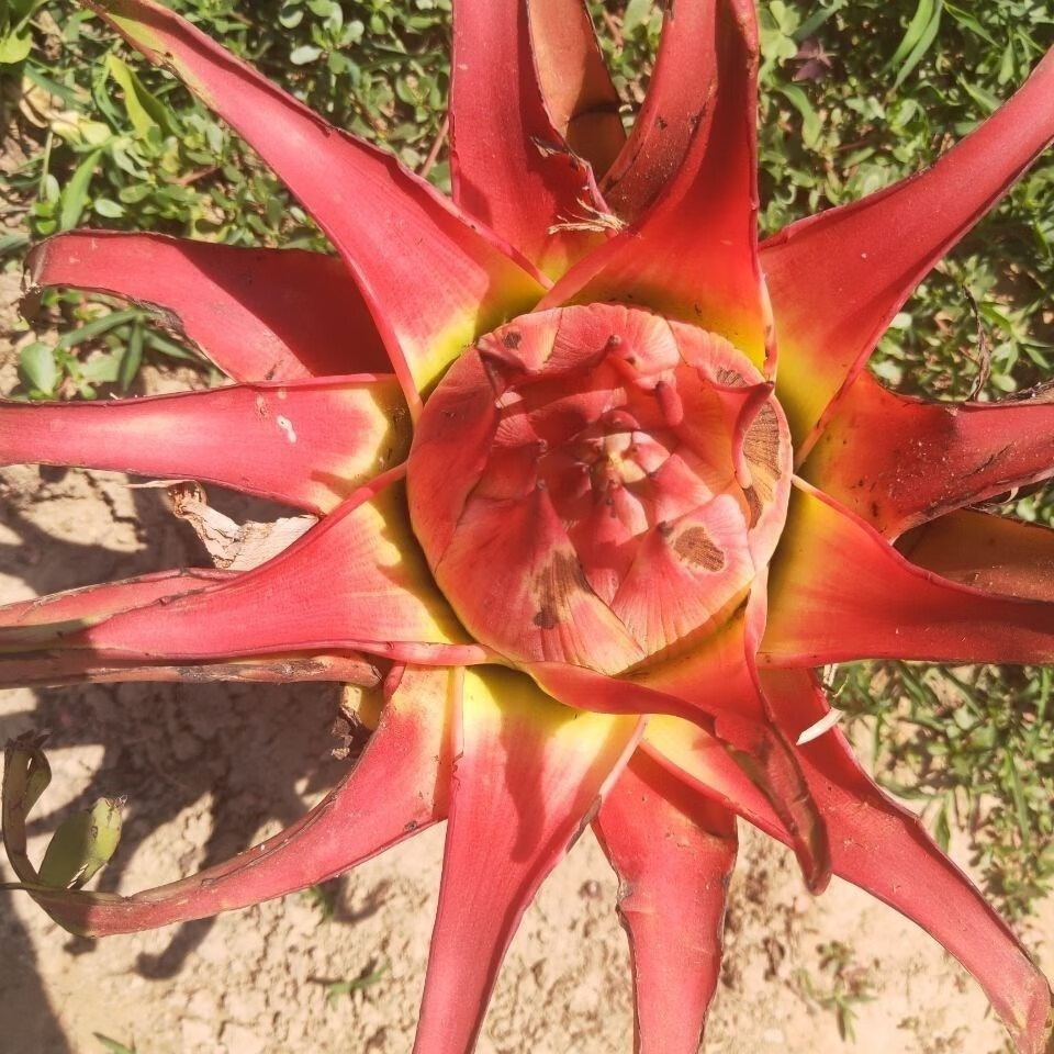 莲花小苗 红莲【小苗】 裸根不带土【图片 价格 品牌 报价】-京东