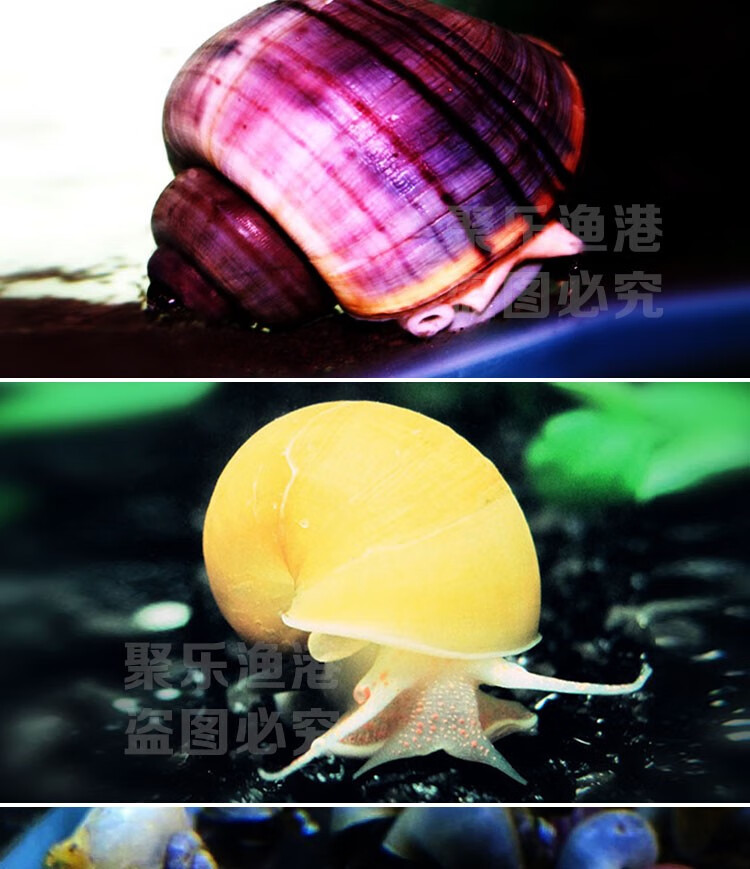 蜜蜂角螺彩蛋螺草缸观赏螺除藻螺宠物螺汽水螺活体除青苔藻清洁螺