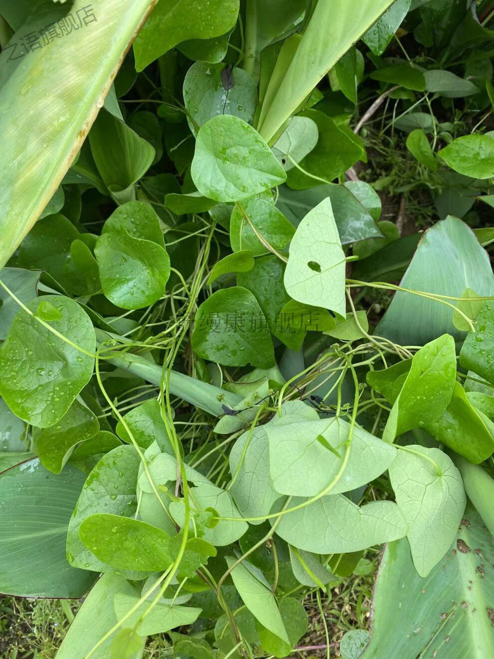 千金藤种苗 大别山高山金线中药材千金藤草药种苗根块新鲜现挖千金腾
