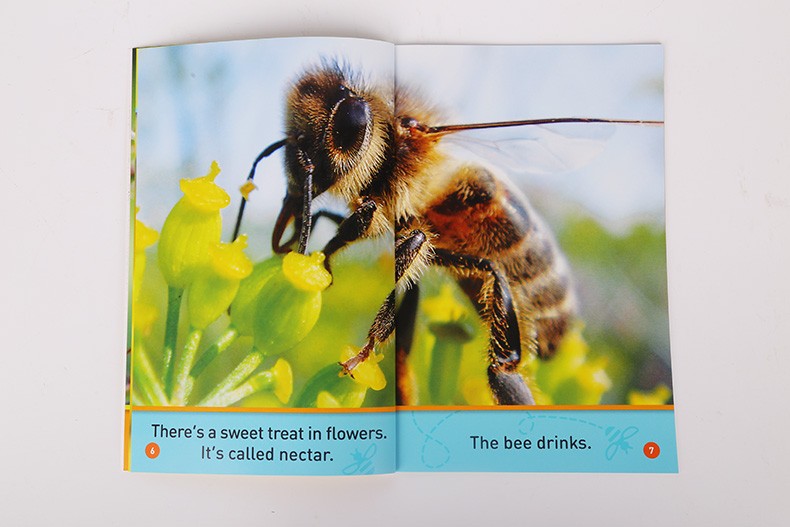【新品】英文原版 buzz,bee 小蜜蜂嗡嗡叫 图片高清 少儿百科科普教材