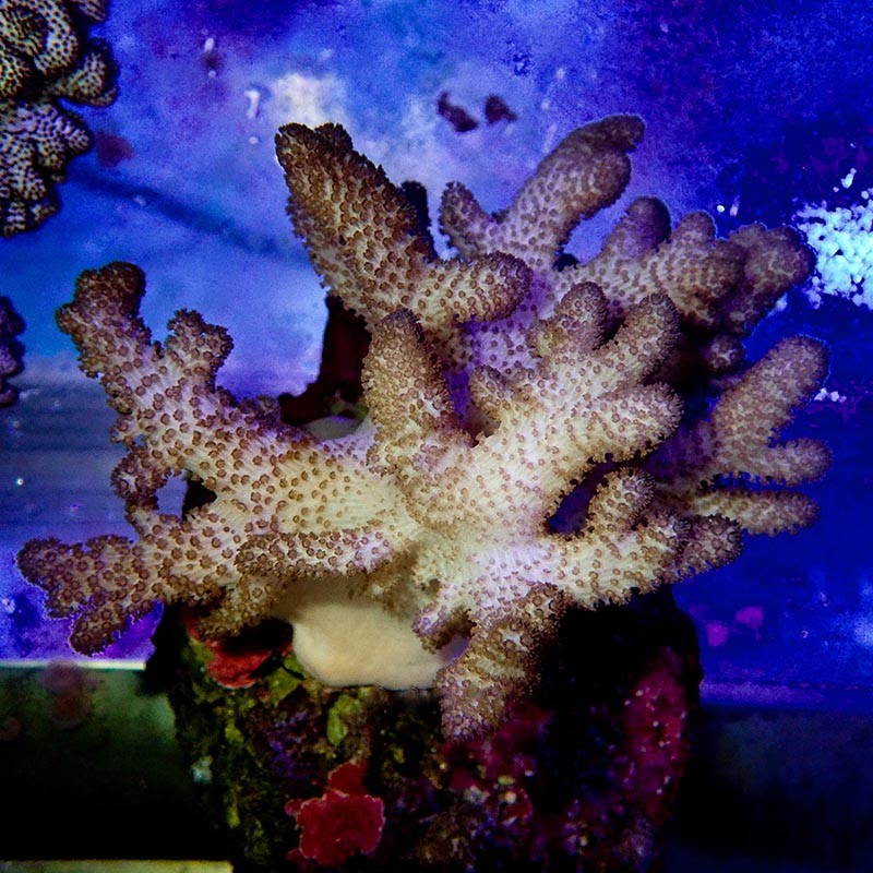 皮革珊瑚活体活物手指皮革绿须皮革花环皮革海水观赏物运输包活岚黛