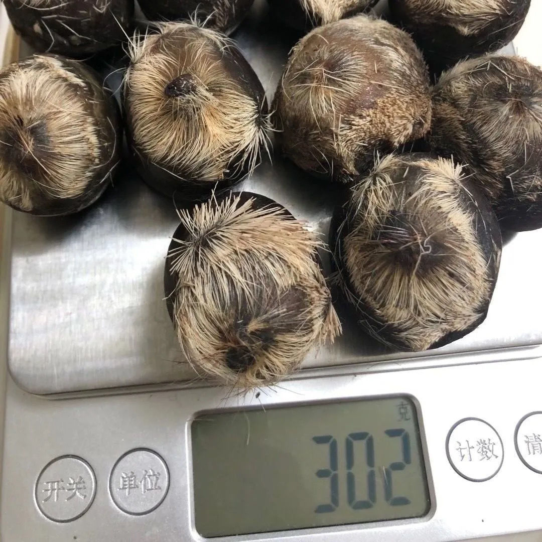 伟博正宗麝香纯正麝香仁麝香粉当门子射香药用1克天然麝香1克