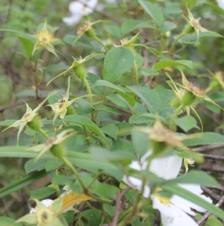 金樱子苗野玫瑰树苗庭院花卉南北方庭院种植稀有果树盆栽花三年苗2棵