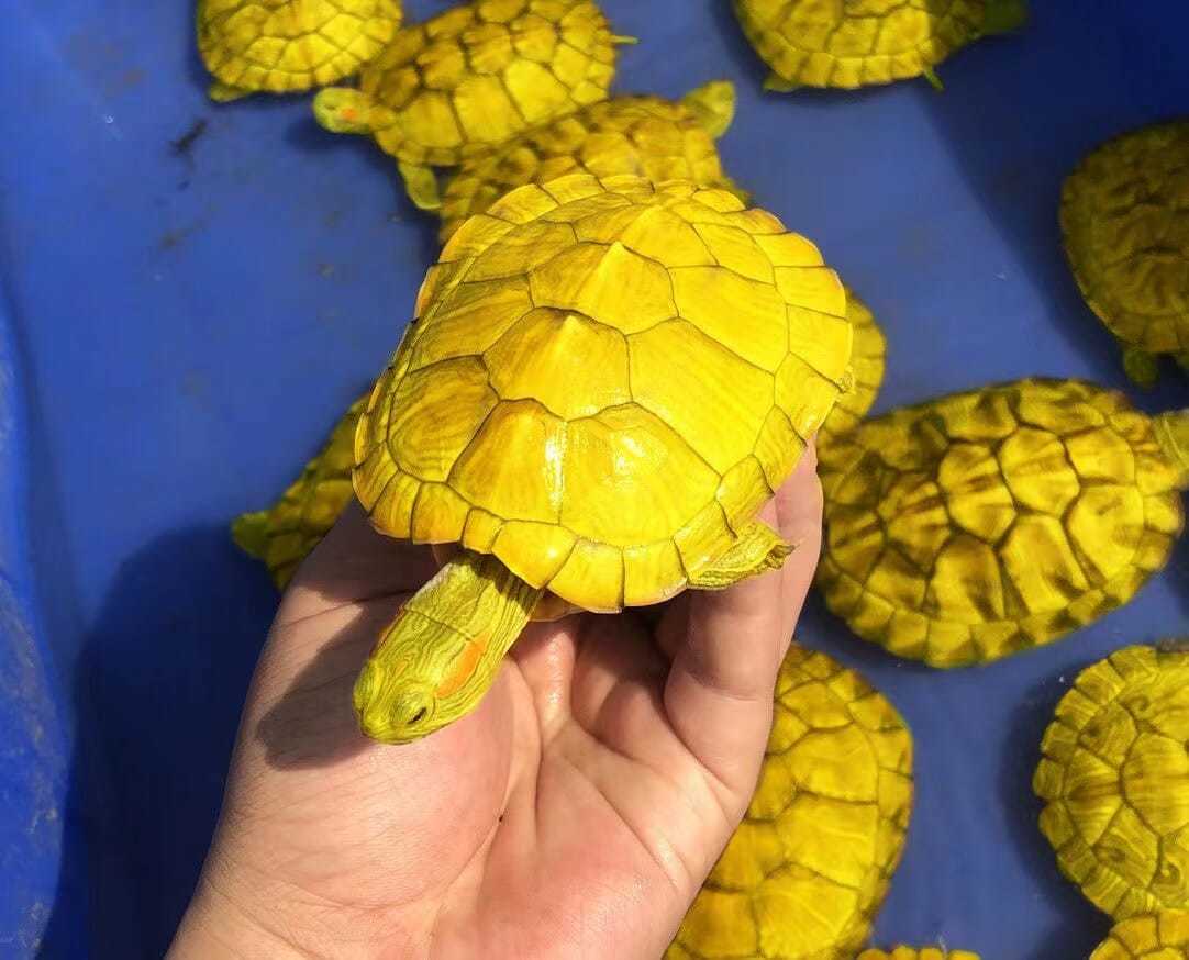 小乌龟活物黄金巴西龟金钱网红长寿龟招财陆地翡翠黄耳火焰 一对公母