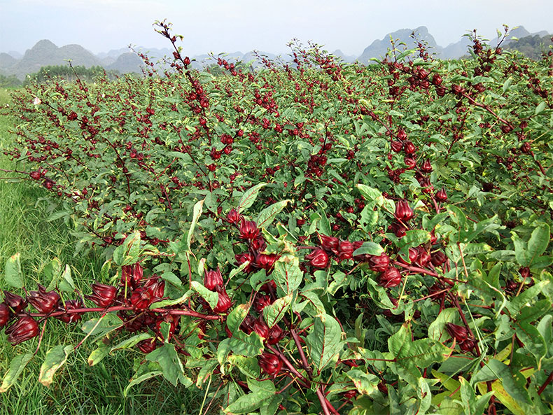 广西天然日晒洛神花干玫瑰茄干花养生花茶红桃k果干货【图片 价格