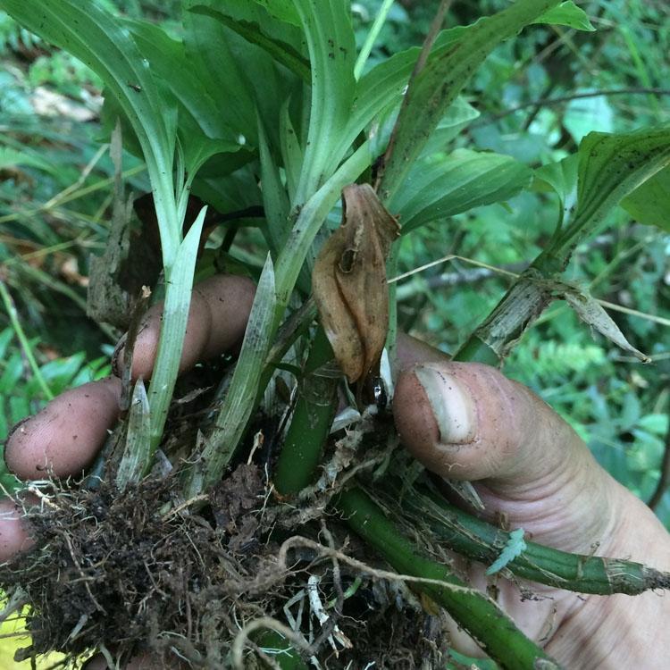 有仁堂鲜品见血清野生新鲜中草药见血青鲜品新鲜见血清5市斤